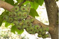Anjeer Dry Fruit
