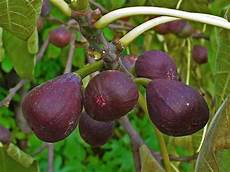 Anjeer Fruit