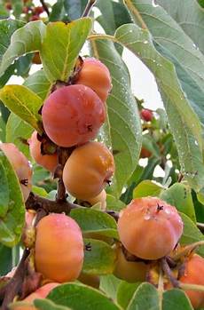 Cherry Apricot