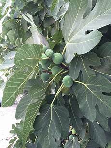 Garland Dried Figs