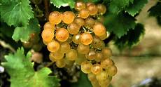 Grapes Dry Fruit