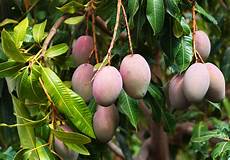 Mango Dry Fruit