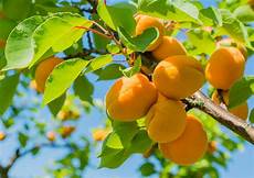 Mango Dry Fruit