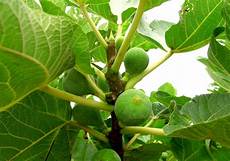 Pajarero Figs