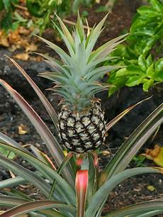 Pineapple Dry Fruit
