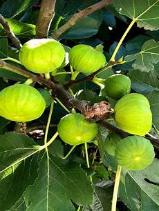 Smyrna Figs