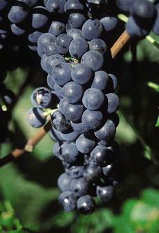 Grapes And Raisins