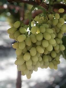Sunview Raisins
