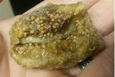 Trader Joes Figs